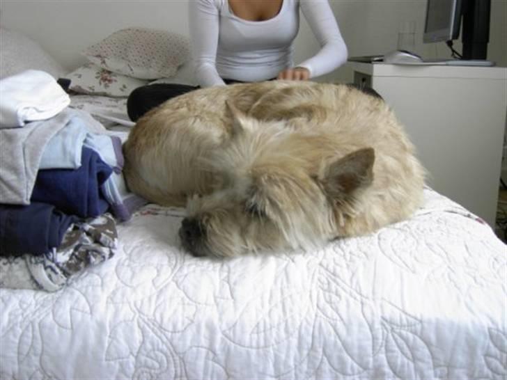 Cairn terrier Pingo (doven hund) billede 5