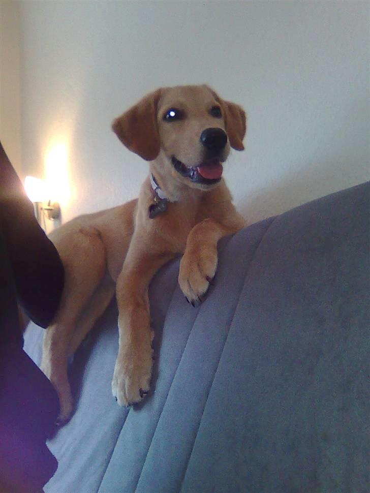 Blanding af racer Mika - hun har fundet et nyt sted at hygge :-) hun elsker hvis hun kan komme op på ryglænet af sofaen... næsten 4 mdr. billede 16