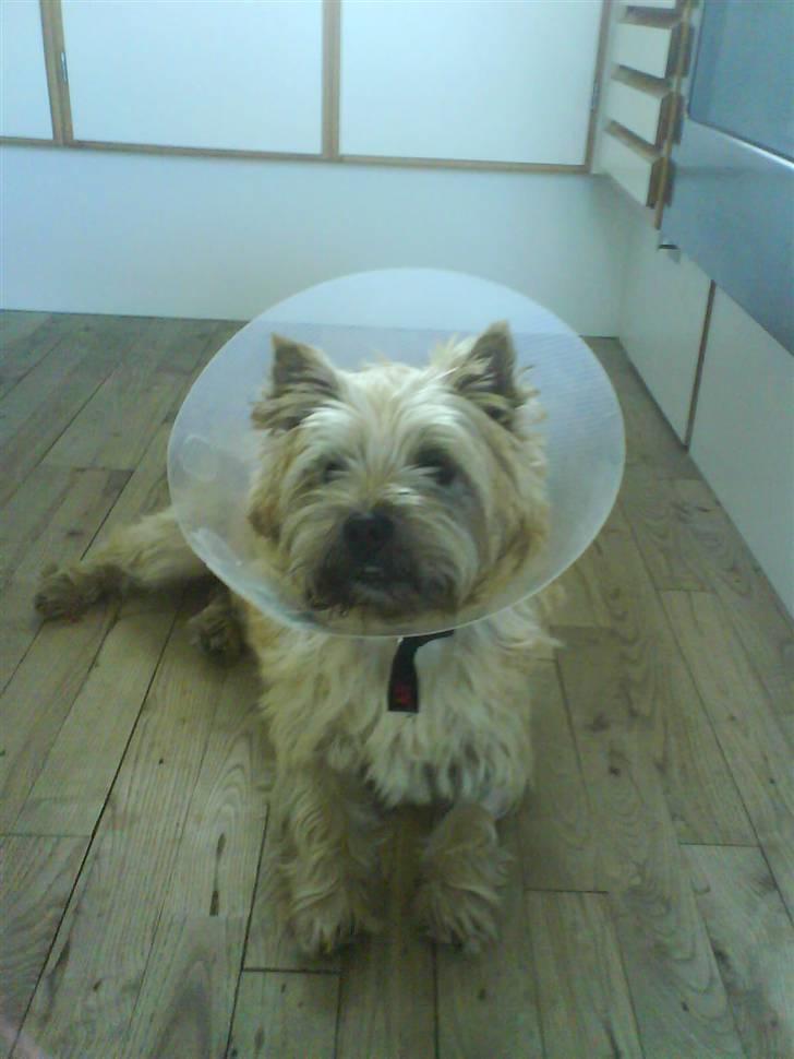 Cairn terrier Pingo (doven hund) billede 6