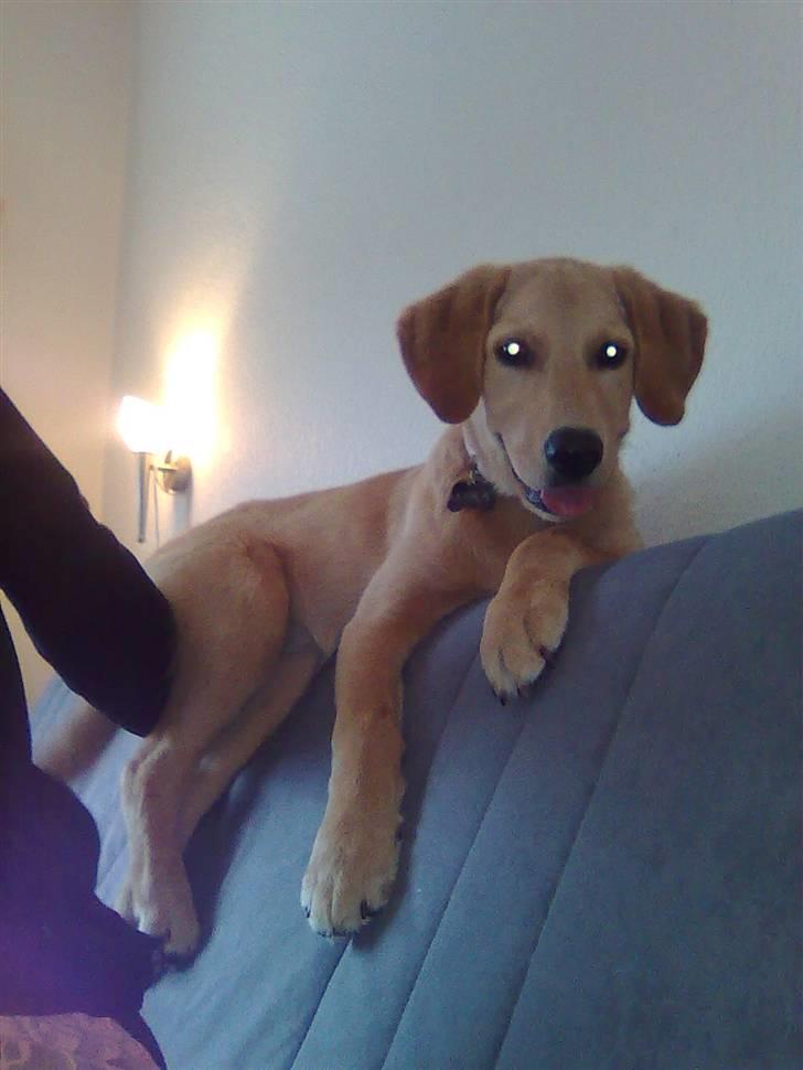 Blanding af racer Mika - hun har fundet et nyt sted at hygge :-) hun elsker hvis hun kan komme op på ryglænet af sofaen... næsten 4 mdr. billede 17