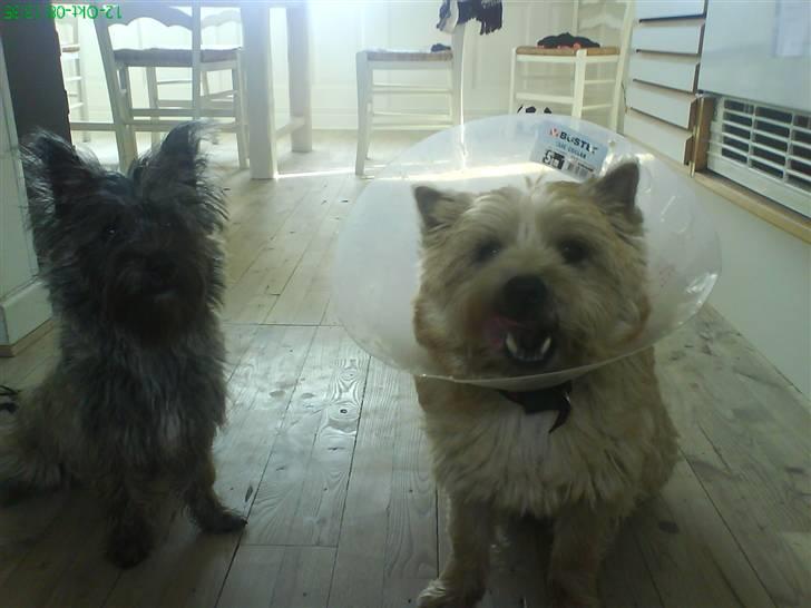 Cairn terrier Pingo (doven hund) billede 8