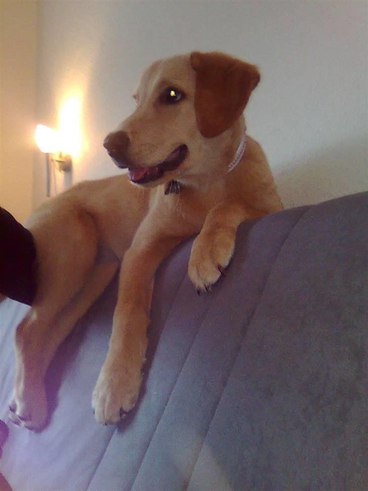 Blanding af racer Mika - hun har fundet et nyt sted at hygge :-) hun elsker hvis hun kan komme op på ryglænet af sofaen... næsten 4 mdr. billede 18