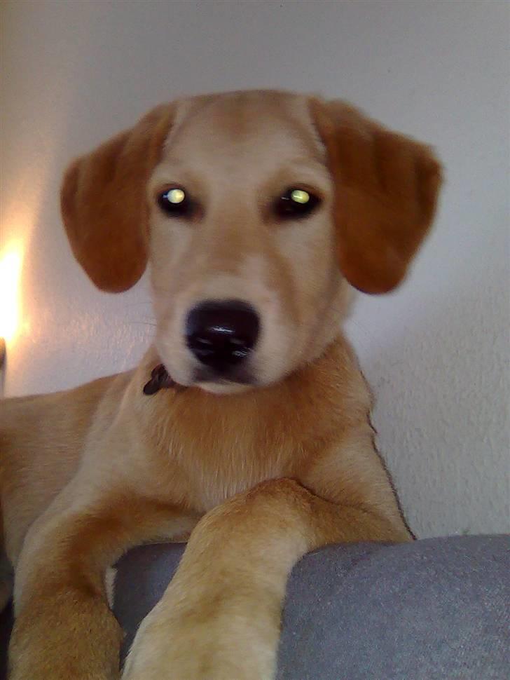 Blanding af racer Mika - hun har fundet et nyt sted at hygge :-) hun elsker hvis hun kan komme op på ryglænet af sofaen... næsten 4 mdr. billede 19