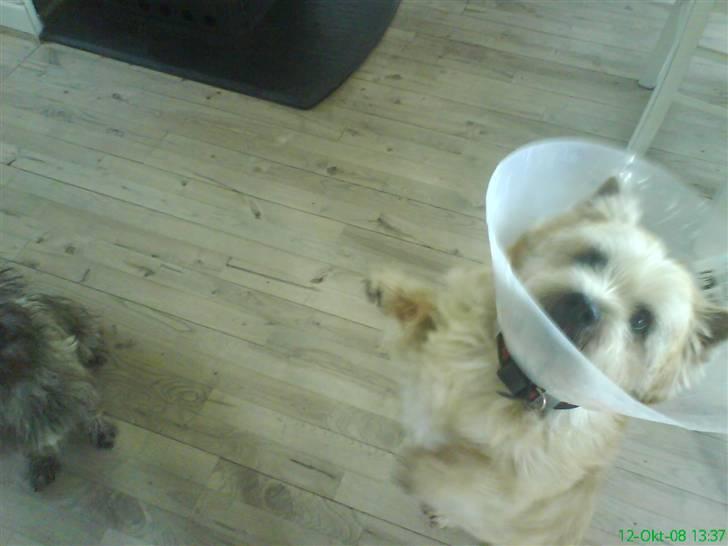 Cairn terrier Pingo (doven hund) billede 10