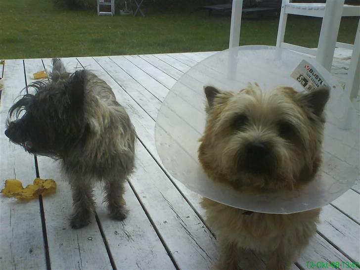 Cairn terrier Pingo (doven hund) billede 11