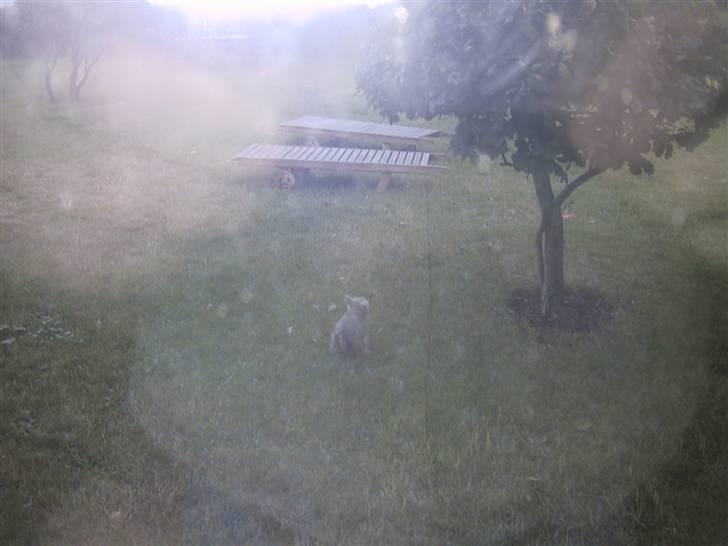 Cairn terrier Pingo (doven hund) billede 13