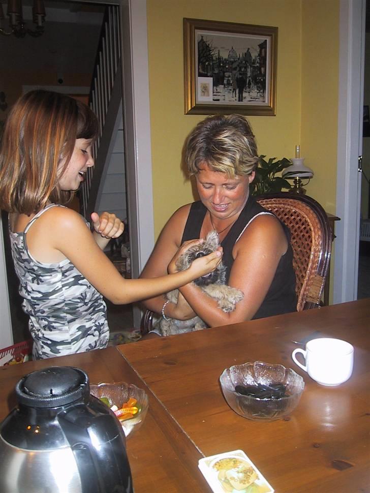 Cairn terrier Pingo (doven hund) - mig og min mor billede 14