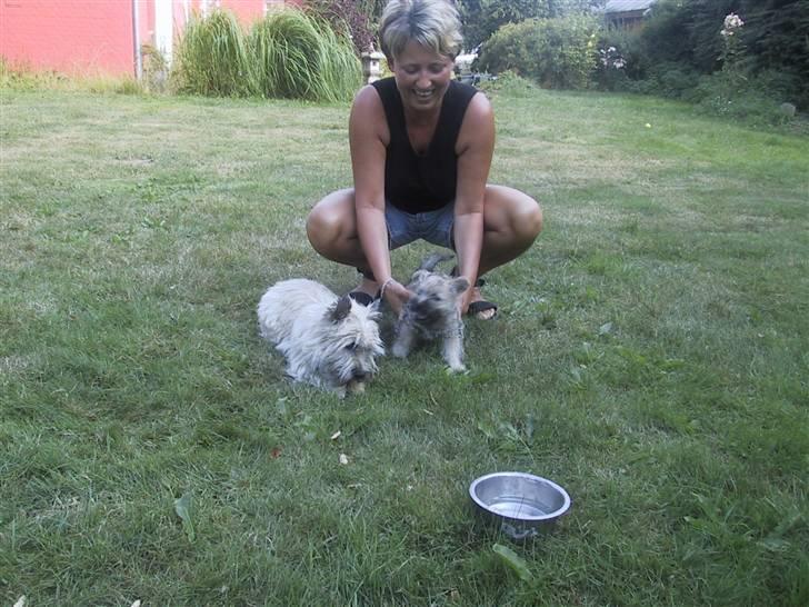 Cairn terrier Pingo (doven hund) - min mor, pingos mor og pingo billede 15