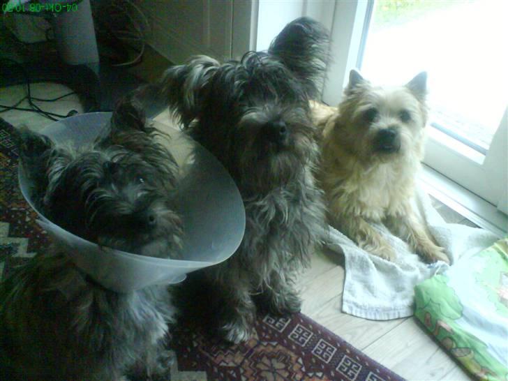 Cairn terrier Pingo (doven hund) billede 16