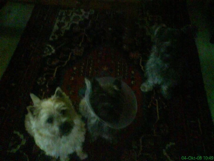 Cairn terrier Pingo (doven hund) billede 17