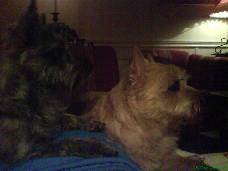 Cairn terrier Pingo (doven hund) billede 18