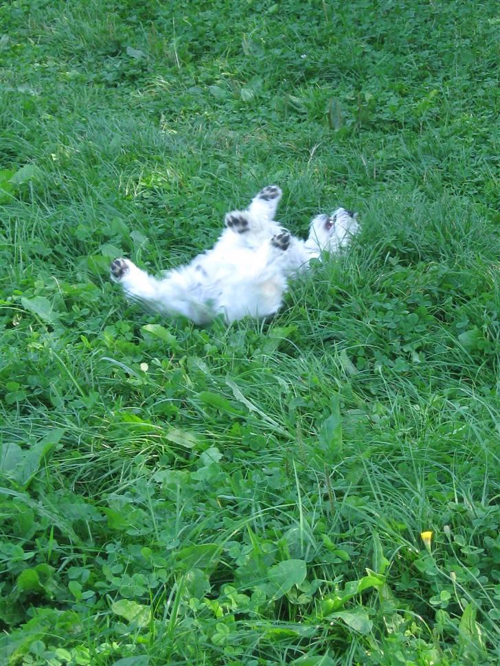 West highland white terrier Miss Sophie - Det er skønt at være hund... billede 12