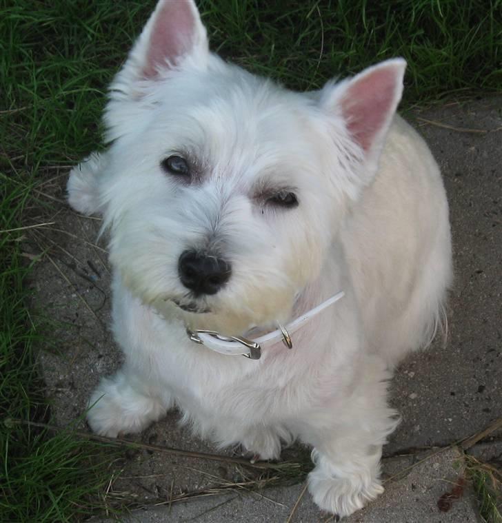 West highland white terrier Miss Sophie - Du får lige et blink mor... billede 13
