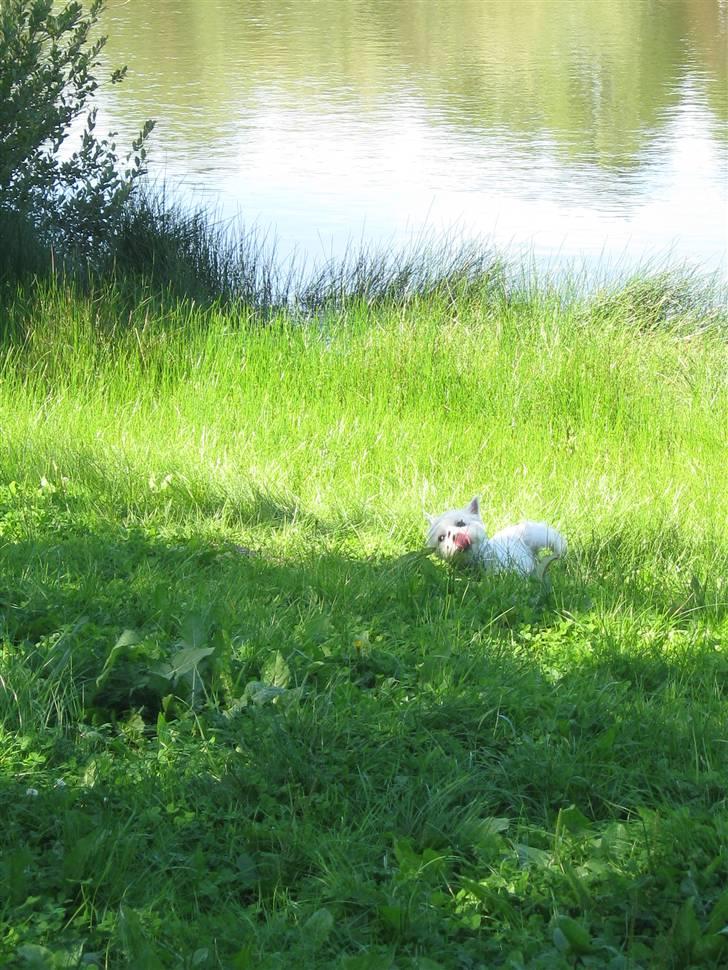 West highland white terrier Miss Sophie - Meget idyllisk billede af Sophie, som ruller sig i en død fisk! billede 14