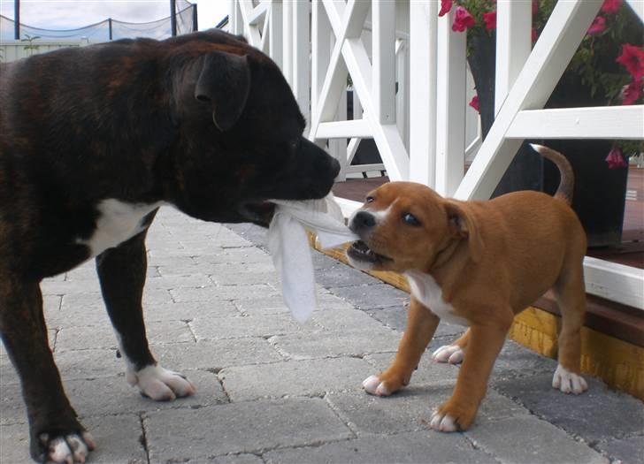 Staffordshire bull terrier Angelicstaff Angel billede 7