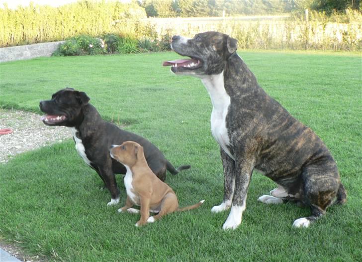 Staffordshire bull terrier Angelicstaff Angel billede 8