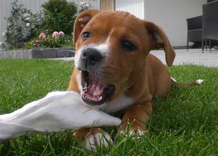 Staffordshire bull terrier Angelicstaff Angel billede 9