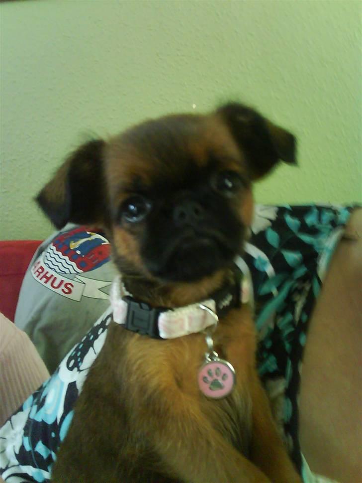 Griffon petit brabancon Chili billede 16