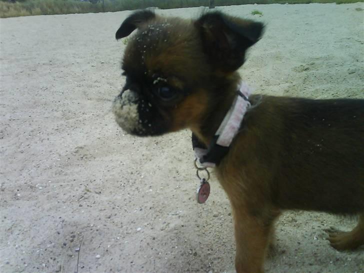 Griffon petit brabancon Chili billede 17