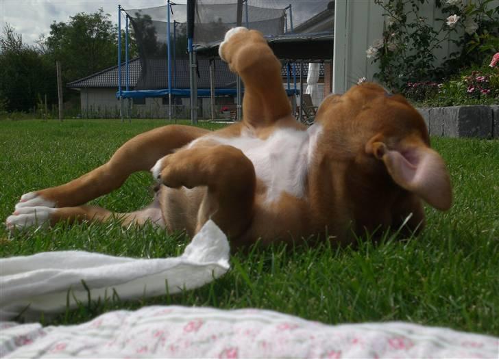 Staffordshire bull terrier Angelicstaff Angel billede 10