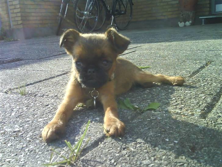 Griffon petit brabancon Chili billede 18