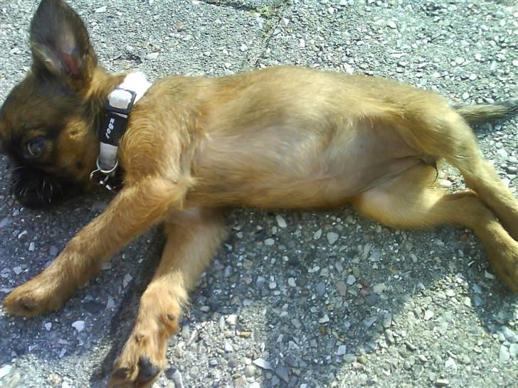 Griffon petit brabancon Chili billede 19