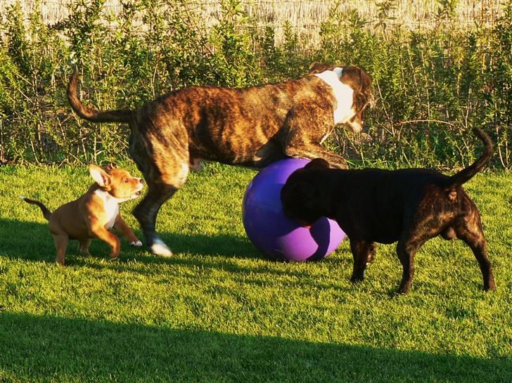 Staffordshire bull terrier Angelicstaff Angel billede 11