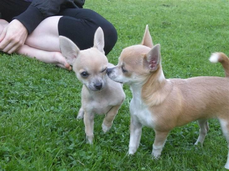 Chihuahua Monti *  - Leger med No.1 billede 16