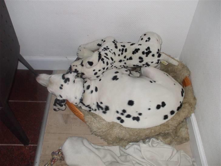 Dalmatiner Rico - Rico hygger med sin ven, Bamse-dalmatineren Zita billede 13