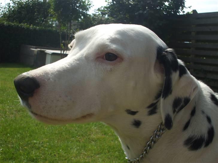 Dalmatiner Rico - Rico Juli 2009 billede 14