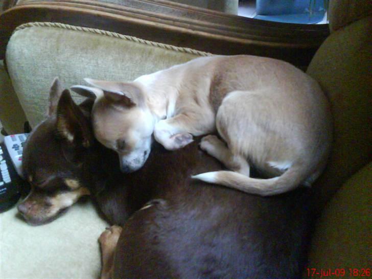Chihuahua Monti *  - Der er ikke noget bedere end at sove på storebror Chucky´s ryg ;)  billede 18