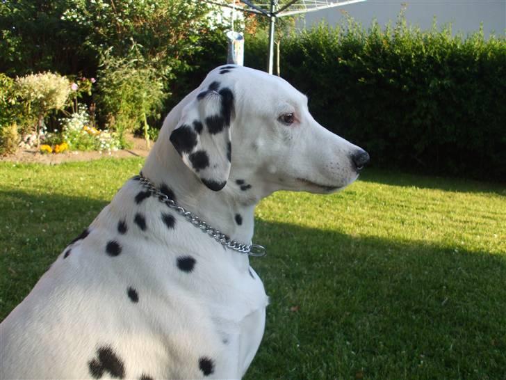 Dalmatiner Rico - Rico Juli 2009 billede 15