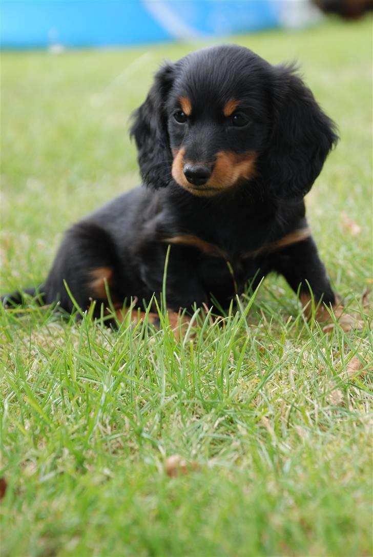 Miniature gravhund Zenobia billede 1