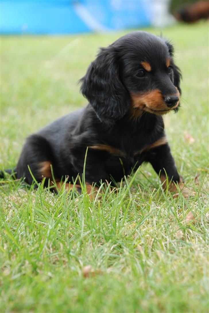 Miniature gravhund Zenobia billede 2