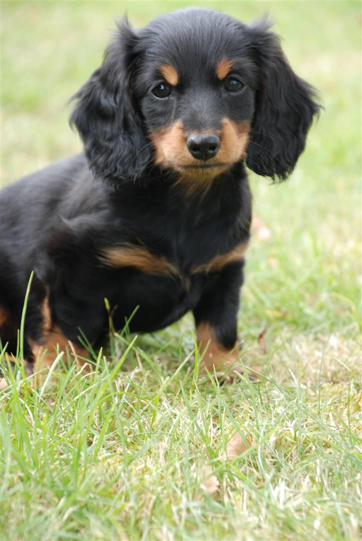 Miniature gravhund Zenobia billede 3