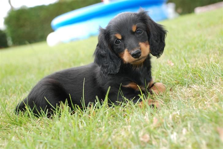 Miniature gravhund Zenobia billede 4