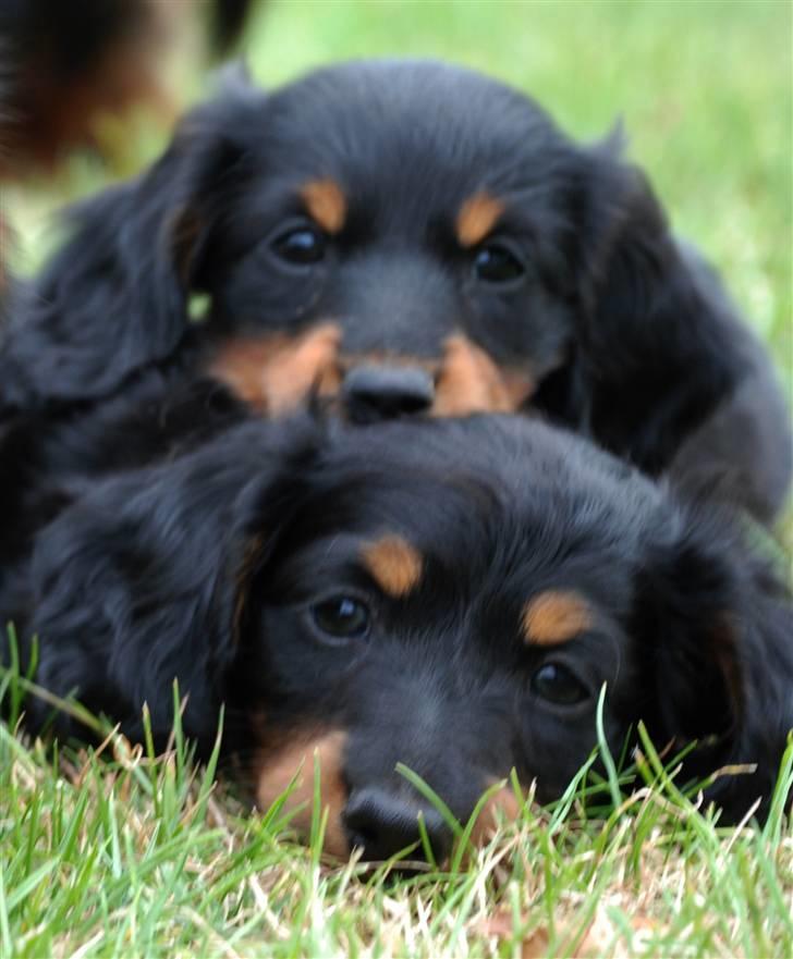 Miniature gravhund Zenobia - Zenobia sammen med sin bror Zeus billede 5