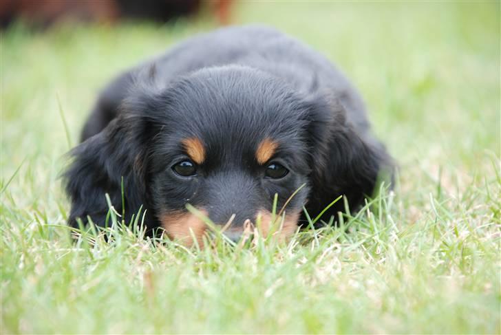 Miniature gravhund Zenobia billede 6