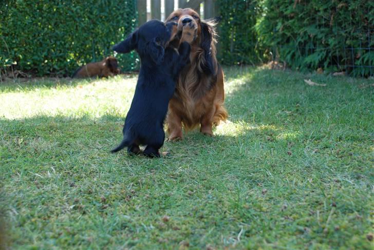 Miniature gravhund Zenobia - Zenobia sammen med sin far Den Pal´s Diamond Dancer billede 7