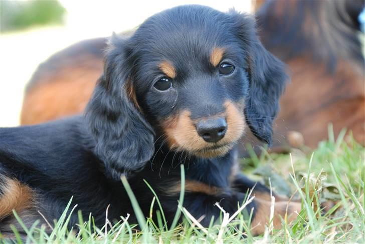 Miniature gravhund Zenobia billede 8