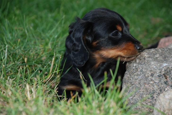 Miniature gravhund Zenobia billede 10