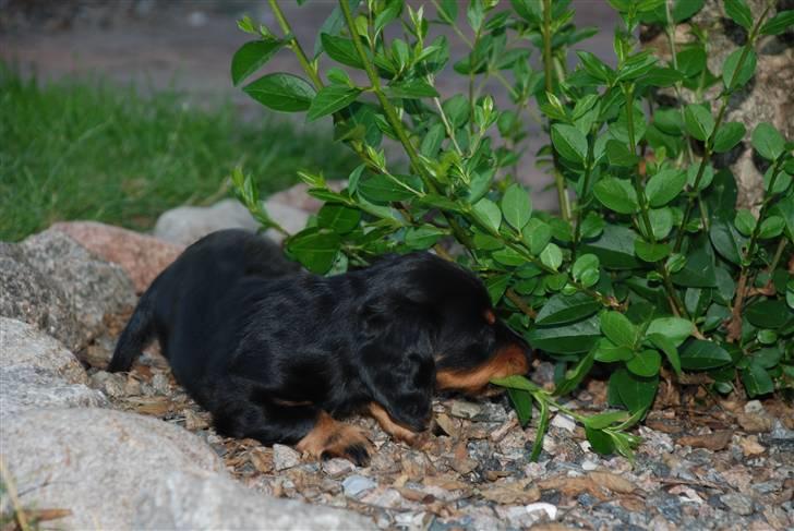 Miniature gravhund Zenobia billede 11