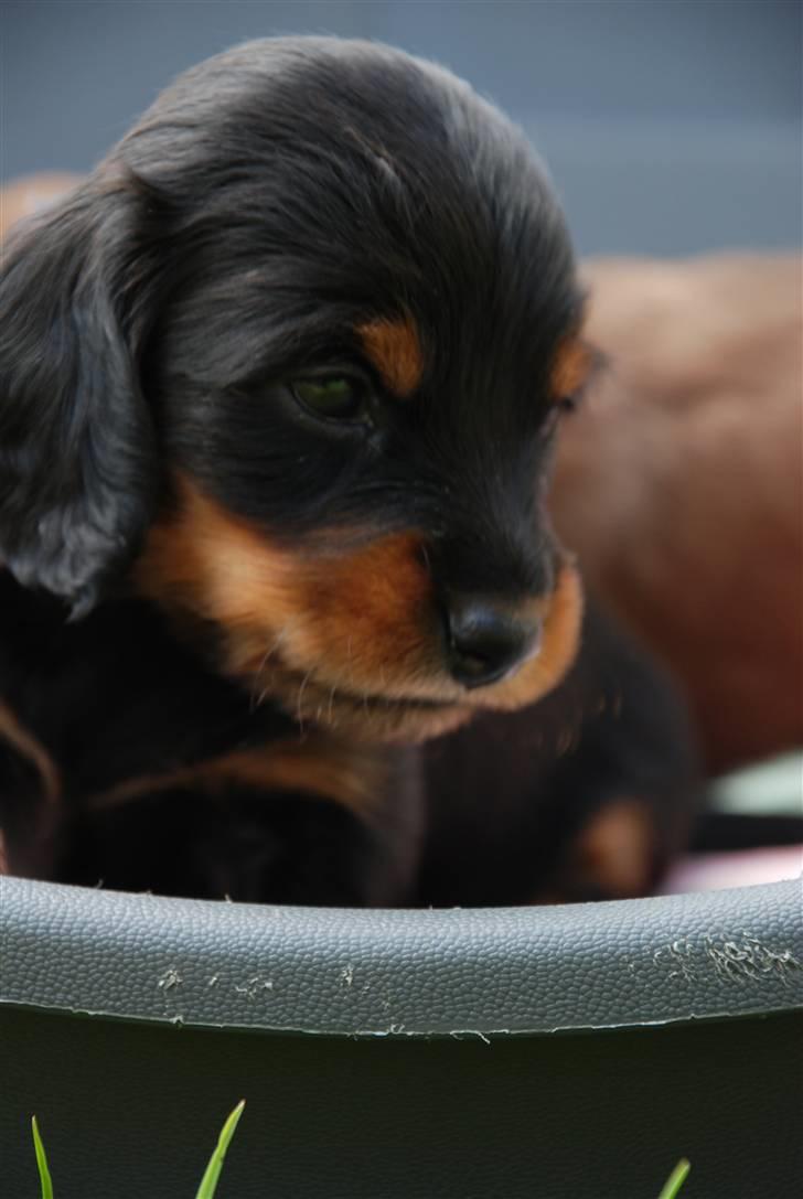 Miniature gravhund Zenobia - Zenobia 26 dage gamel billede 12