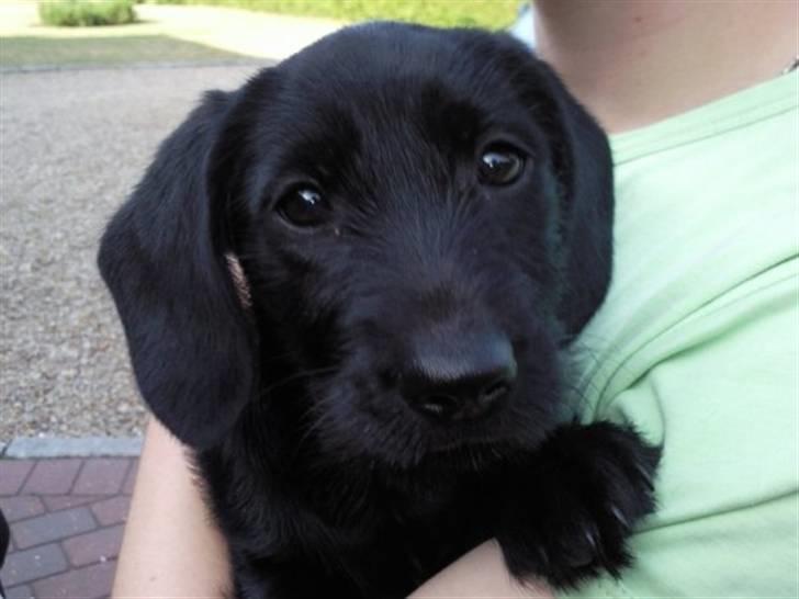 Blanding af racer Dagmar billede 1