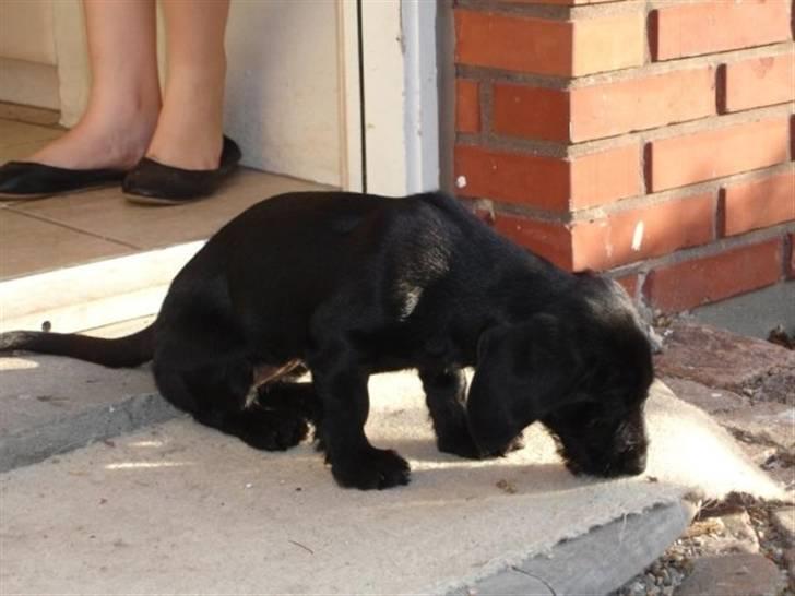 Blanding af racer Dagmar billede 2