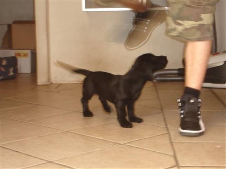 Blanding af racer Dagmar billede 3