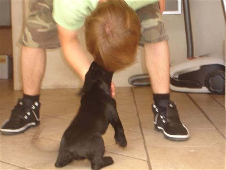 Blanding af racer Dagmar billede 4