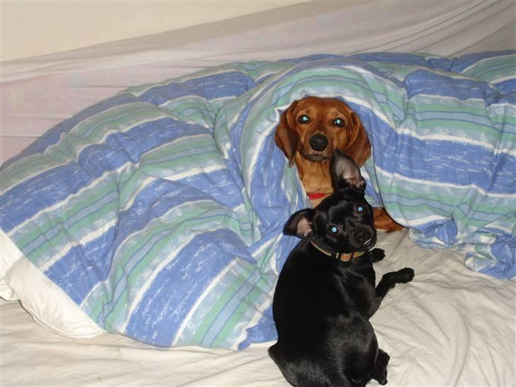 Blanding af racer Dagmar billede 5