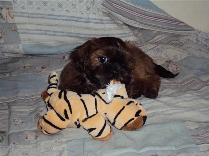 Shih tzu Nala - Hvor sødt (: billede 7