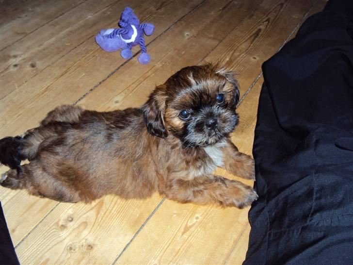 Shih tzu Nala billede 8